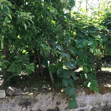 Al Giardino